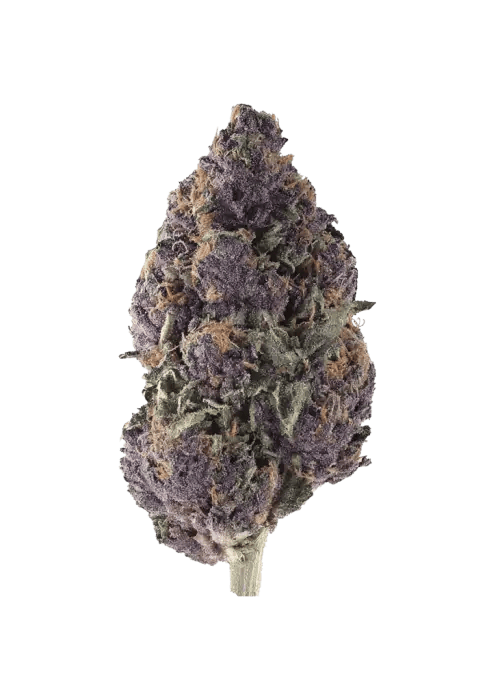PREMIUM HOUSE THC-A FLOWER -  CHERRY SLUSHIE (HYBRID)